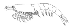 Bentheuphausia amblyops