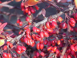 Berberis linearifolia (fruits)