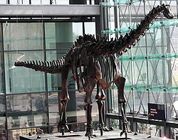 Squelette de Diplodocus carnegieiappartenant au Museum für Naturkunde.