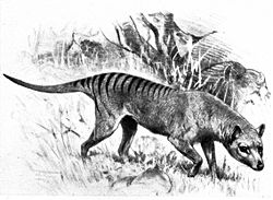  Thylacine (Thylacinus cynocephalus)