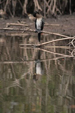  Cormoran africain immature (Gambie)