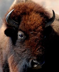  Bison bison auWildlife Prairie State Park dans l'Illinois.