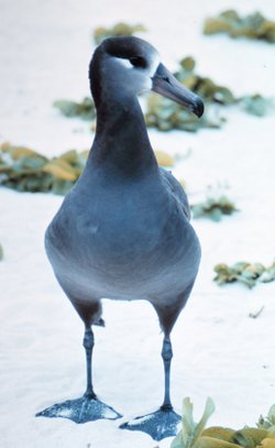  Albatros à pieds noirs (Phoebastria nigripes)