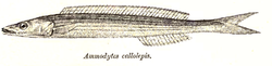  Ammodytes callolepis