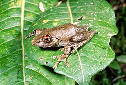  Boophis rufioculis
