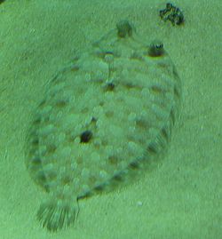  Rombou podas (Bothus podas)à l'Aquarium Cinéaqua