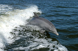 Un grand dauphin (tursiops truncatus)