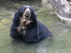  Un ours à lunettes au zoo de Zurich