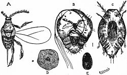   A, mâle; B, femelle; C, larveDiaspidiotus perniciosus