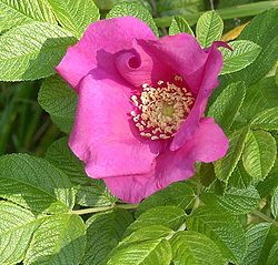  Fleur de Rosa rugosa, espèce de la section  Rosa sect. Cinnamomeae