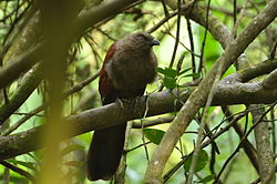  Coucal des Andaman (Centropus andamanensis)