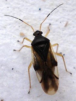 Bryocoris pteridis
