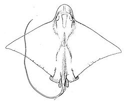  Myliobatis freminvillii