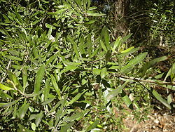 Bursaria spinosa