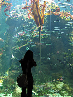 Nereocystis luetkeana à l'aquariumde l'Académie des sciences de Californie(San Francisco)