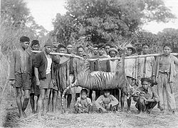 Dépouille d'un tigre de Java abattu à Malingping (province de Banten) en 1941