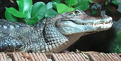  Caiman crocodilus
