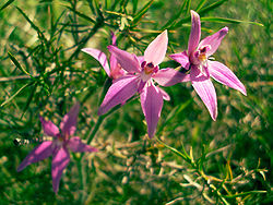  Caladenia latifolia