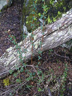  Berberis buxifolia
