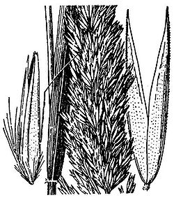  Calamagrostis rubescens