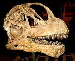  Camarasaurus lentus, Smithsonian museum of Natural History, Washington D.C.
