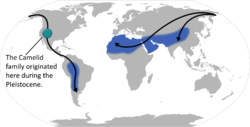 Camelid locations and migration.png