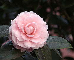  Camélia du Japon, Camellia japonica