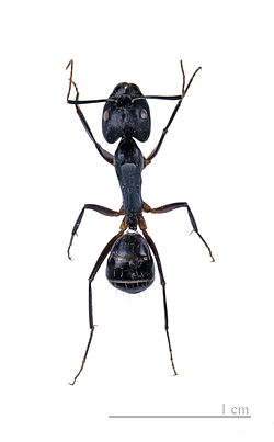  Camponotus fellah - Muséum de Toulouse