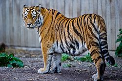  Tigre de Sibérie (Panthera tigris altaica) au zoo de Copenhague