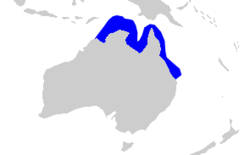 Carcharhinus fitzroyensis distmap.png