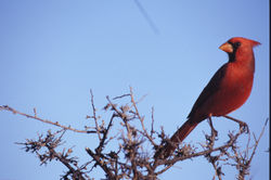  Cardinal rouge (Cardinalis cardinalis)