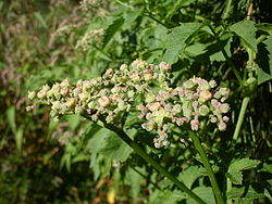 Fleurs de Cayratia clematidea