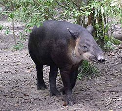  Tapirus bairdii