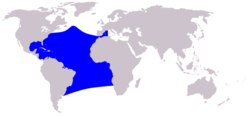Cetacea range map Atlantic Spotted Dolphin.PNG