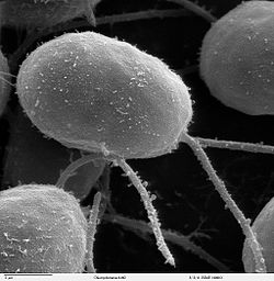  Chlamydomonas (×10 000) observées en microscopie électronique à balayage