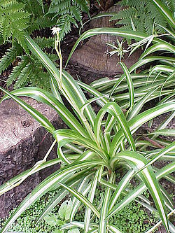  Chlorophytum comosum 'Variegatum'