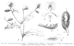   Chorizema ilicifolium