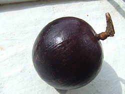  La pomme de lait, fruit de Chrysophyllum cainito