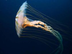  Une méduse en nage