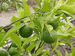  Citrus sinensis