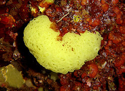  Clathrina clathrus (Porifera ou éponge)