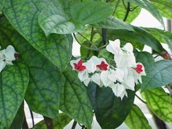  Clerodendron thomsoniae