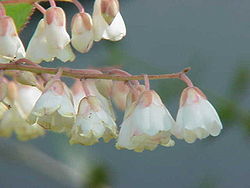  Clethra arborea