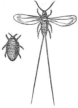  Cochenille (Dactylopius coccus) femelle (à gauche) et mâle (à droite)