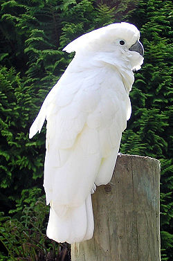  Cacatoès blanc (Cacatua alba)