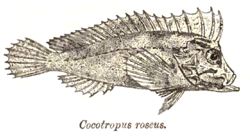 Cocotropus roseus