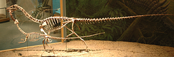 Squelette de Coelophysis bauri