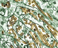  Virus Influenza A, type H5N1 (en doré), élevés dans des cellules de rein de canidés (en vert)
