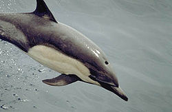  Delphinus delphis