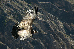  Vultur gryphus